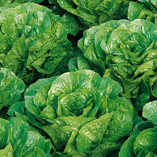 Lechuga Romana Pinokkio